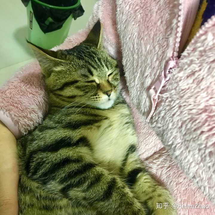 世界名猫那么多,为什么你选择了狸花猫?