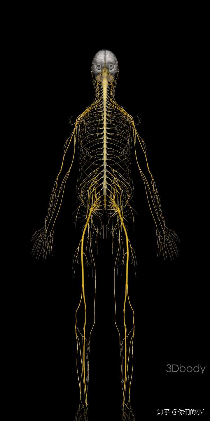 对了,发现大家对神经还是有一些误解,下面给大家看看交感神经的解剖