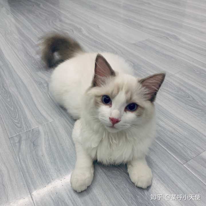 成年了哈哈哈 布偶真的太能吃了 我男朋友总说 这猪怎么瘦的跟猫似的
