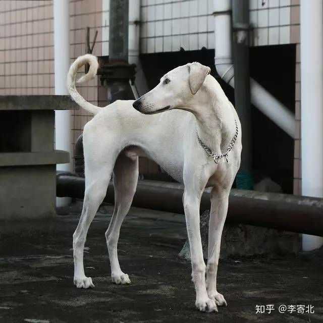 这个漂亮mm是陕西细犬