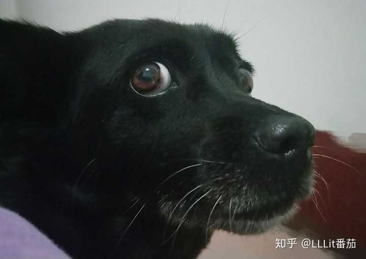 中华田园犬的颜值可以多高?