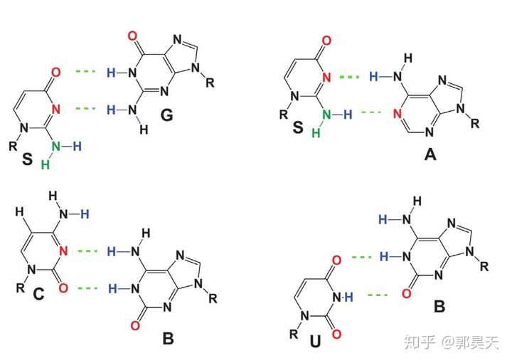 如何解读 2019年2月22日《科学》发表的合成生物学新突破「八碱基遗传