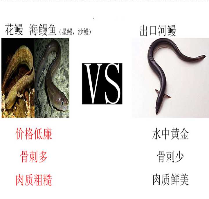 日本正宗的蒲烧鳗鱼选用的是什么品种的鳗鱼?口感非常