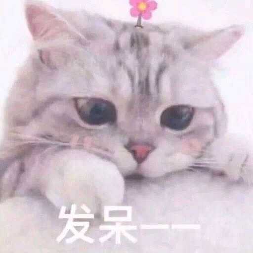 有什么适用于和老公/男票撒娇的可爱表情包?