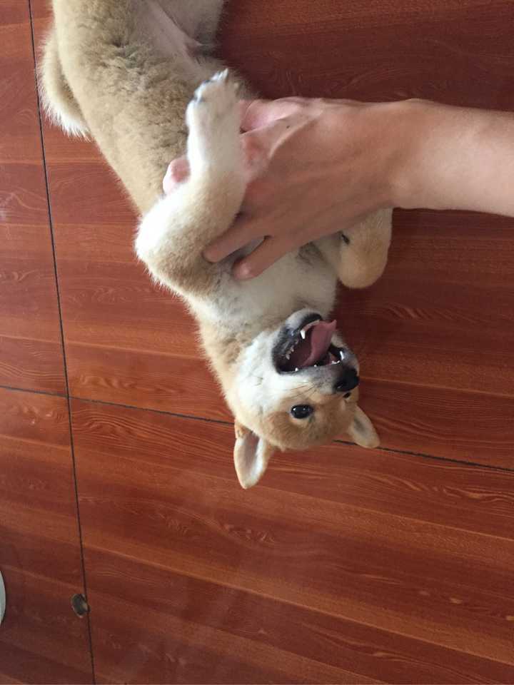 7月25日: 让狗子选阵营233 还真是联盟狗 虽然他爹是部落猪,但为了