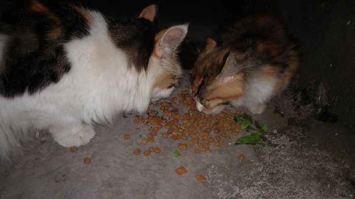 流浪猫会记得经常喂它的人吗?