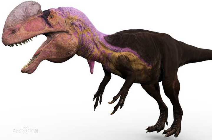 副栉龙(parasaurolophus) 图来自百度百科