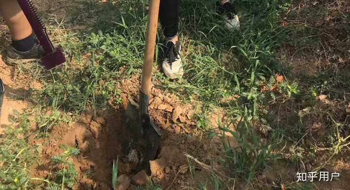 图一:挖坑测土壤含水量