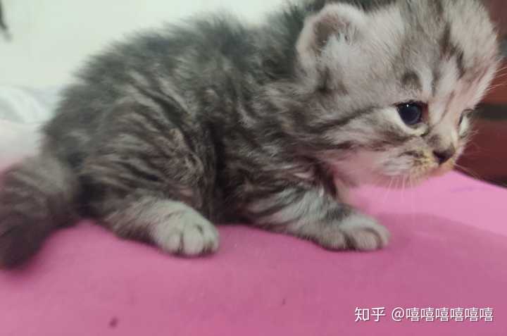 蓝猫和银渐层能配出什么样的小猫?