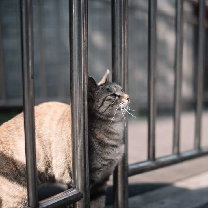 小猫·仰望星空