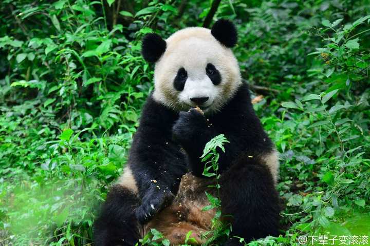 大熊猫的脾气怎么样?