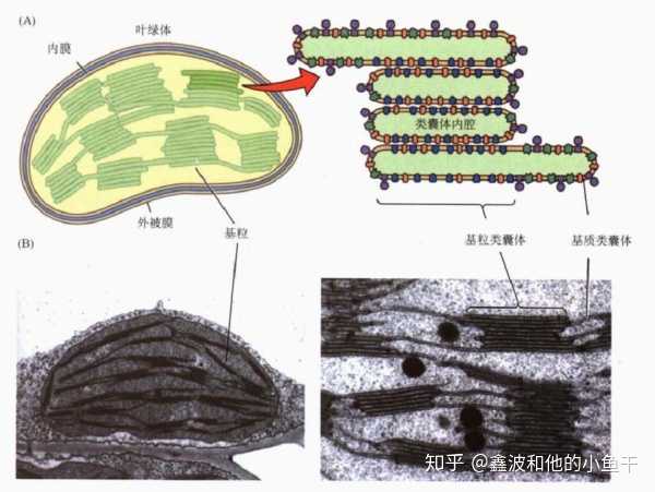 植物叶绿体图解及叶绿体在电子显微镜下的超显微结构