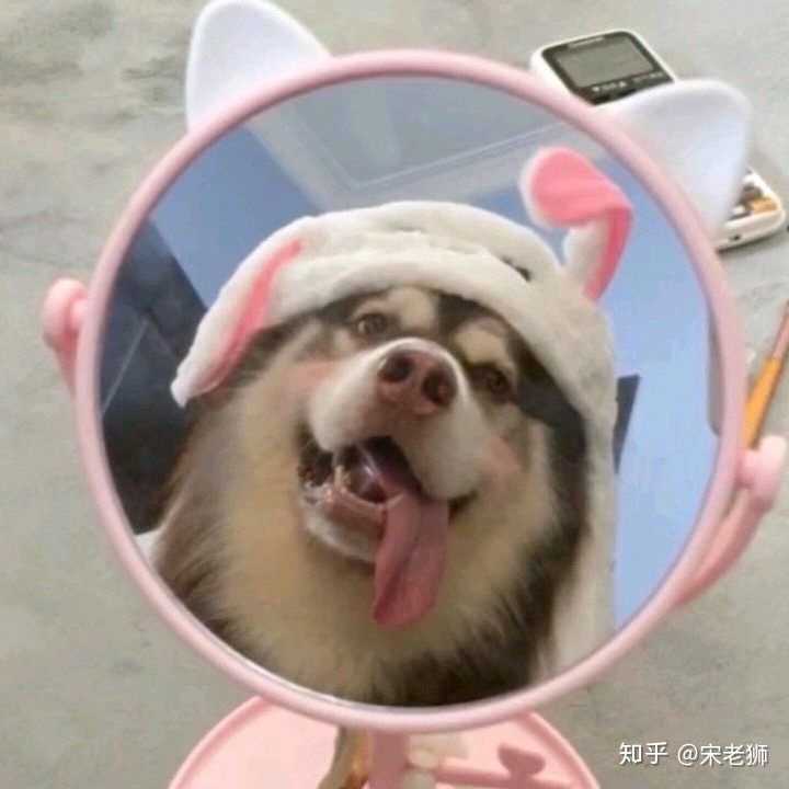 一只猫和一只狗的情侣头像?