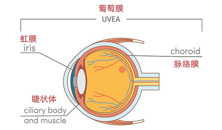但实际上,葡萄膜实际指的是眼球壁的中层结构,既:前部的虹膜,中部的睫