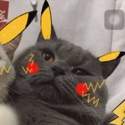 有什么猫狗的情侣头像?
