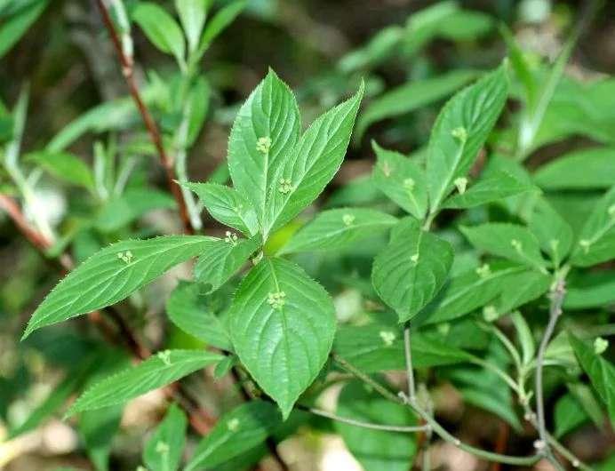 叶上花,叶上珠,山茱萸科青荚叶属