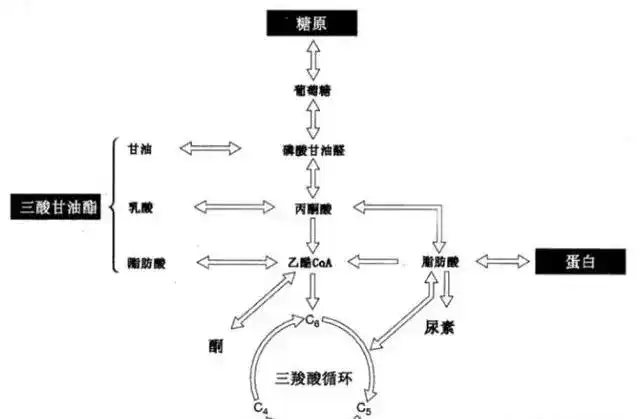 2,脂肪分解公式