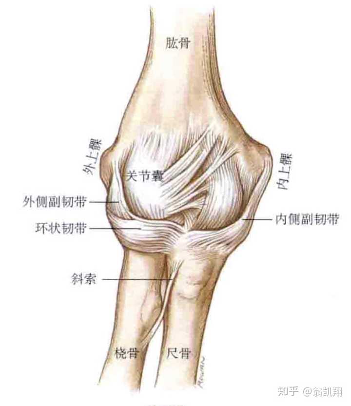 关节囊在内侧和外侧增厚以形成侧副韧带,其稳定臂的屈曲和伸展运动.