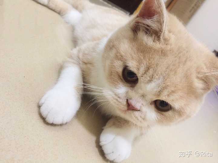 猫咪尴尬期有多尴尬?