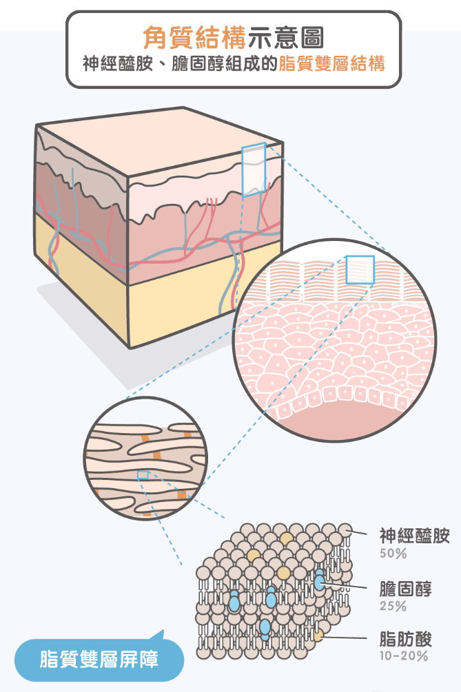 「神经酰胺」是什么?