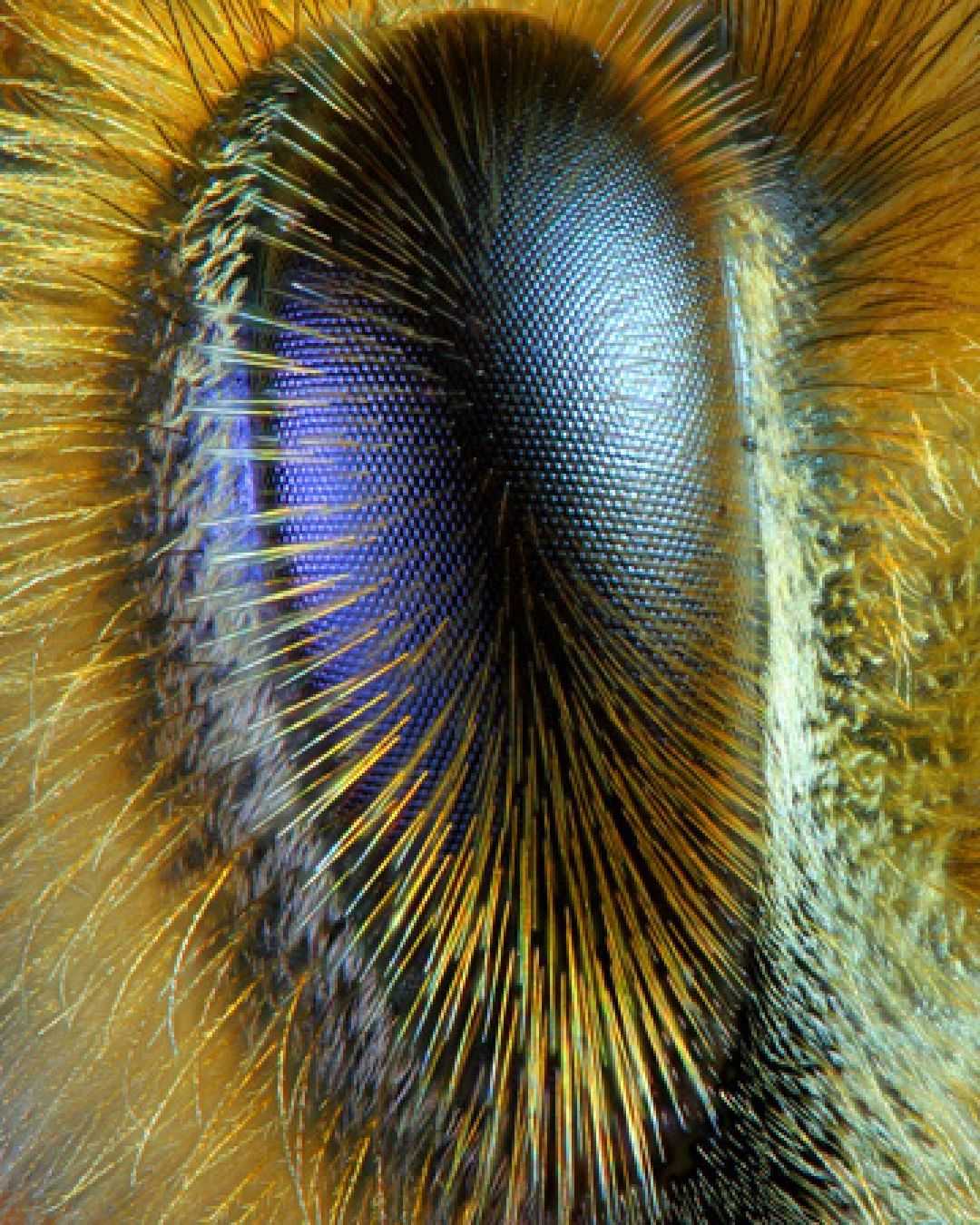 蜜蜂有着毛茸茸的眼睛