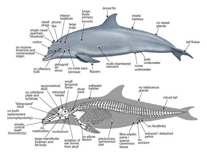 为什么大部分鲸(包括海豚)的祖先在进化的过程中选择了退化掉后肢而不