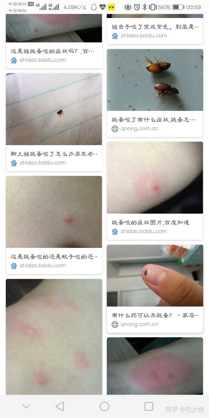 这是跳蚤吗?还是什么?