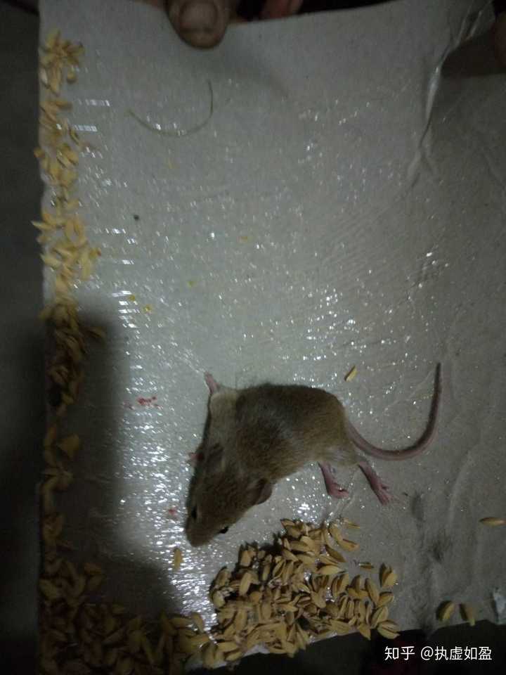 老鼠被粘鼠板黏住之后在思考一些什么呢?