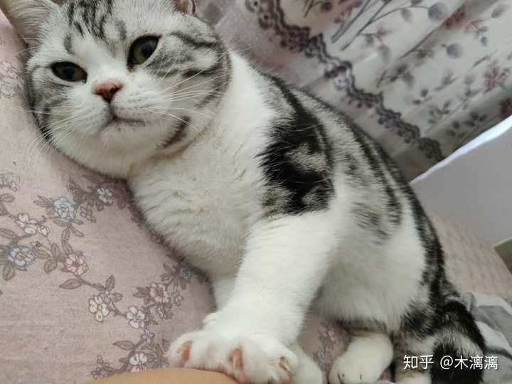 如何看美短幼崽长大是否可爱?