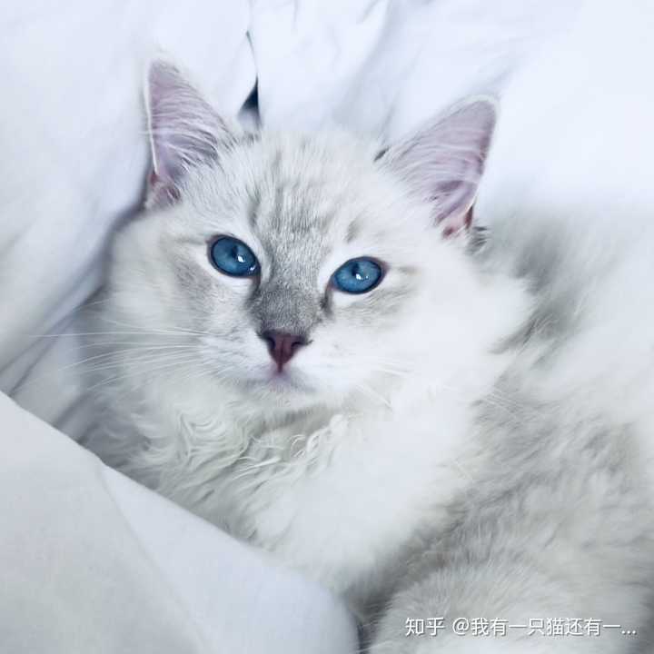 啥时候你会觉得自己养的布偶猫是一只假的布偶猫?