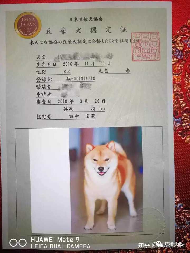 外的体高不足的柴犬"日保会"不予以公认,并且不发行"豆柴"的血统书