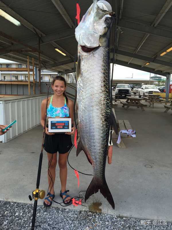 big fish# 大海鲢(megalops),体长超过2米的大个体!