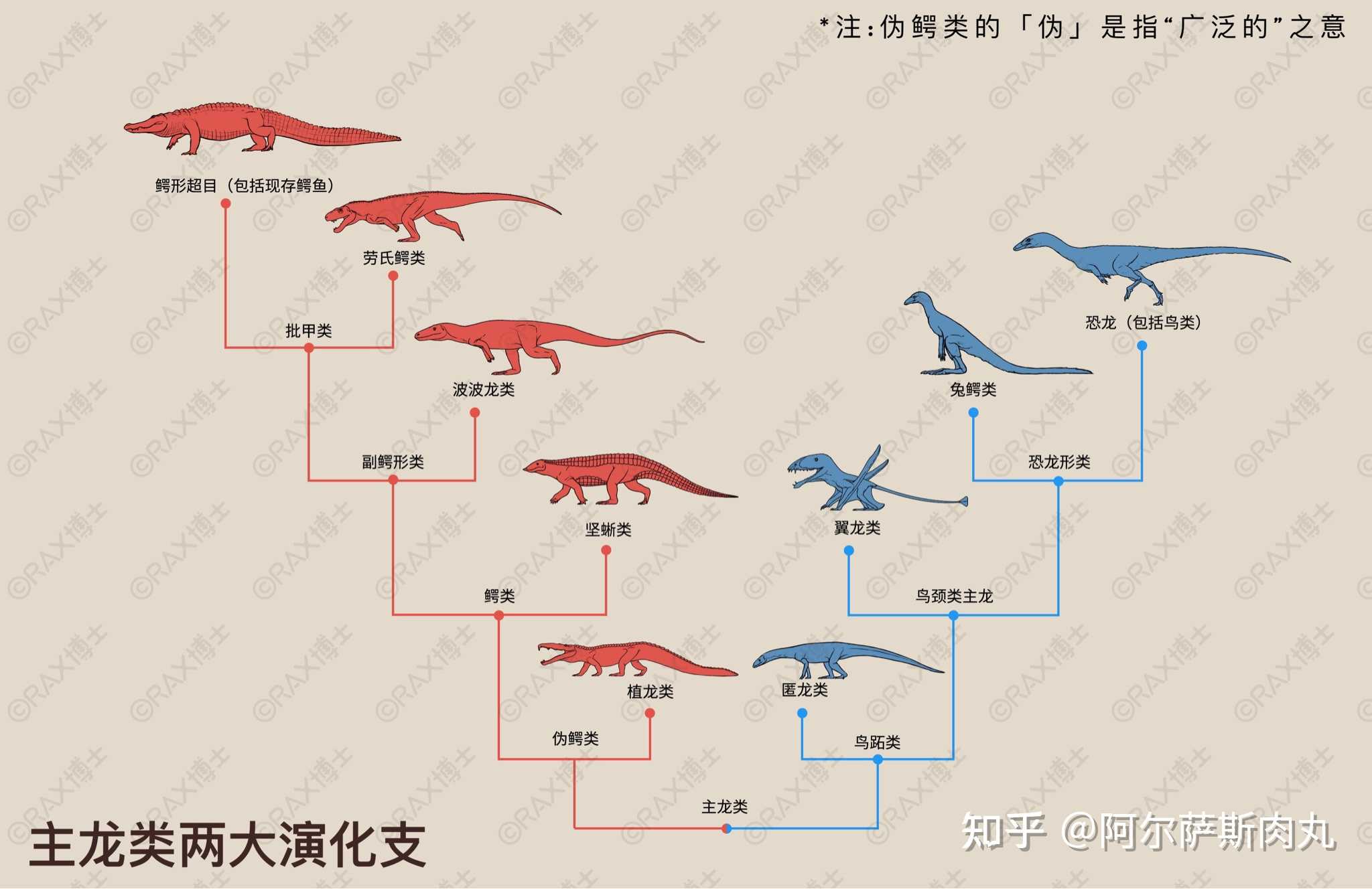 阿尔萨斯肉丸 的想法: 【主龙类演化支简明谱系图】