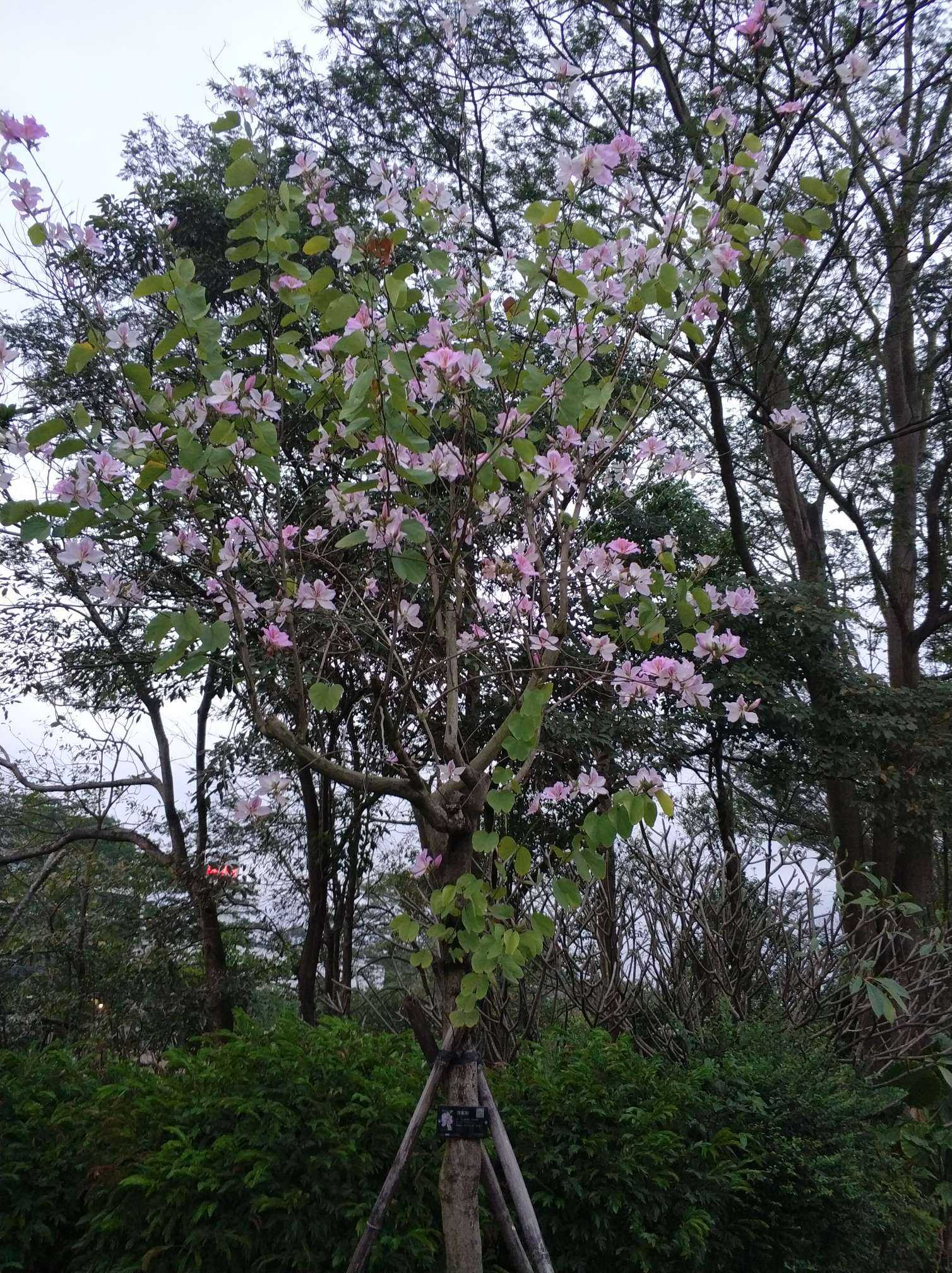 这是什么植物# 深圳路边会开花的树
