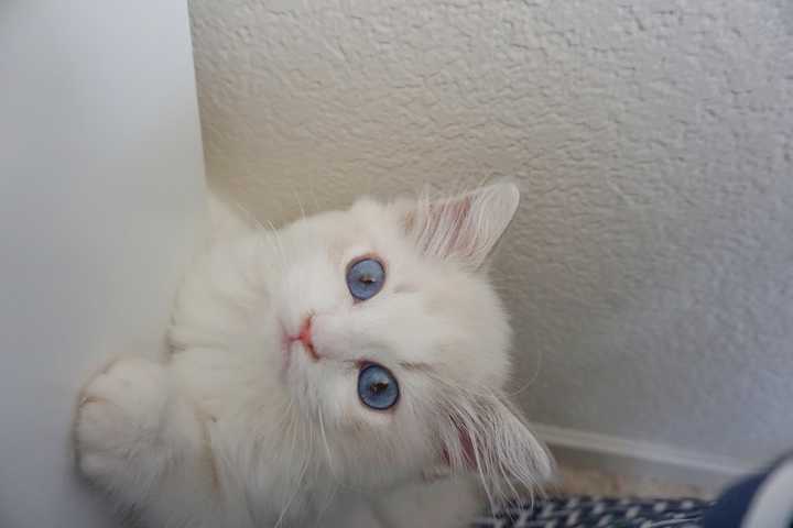 布偶猫的颜值有多高?