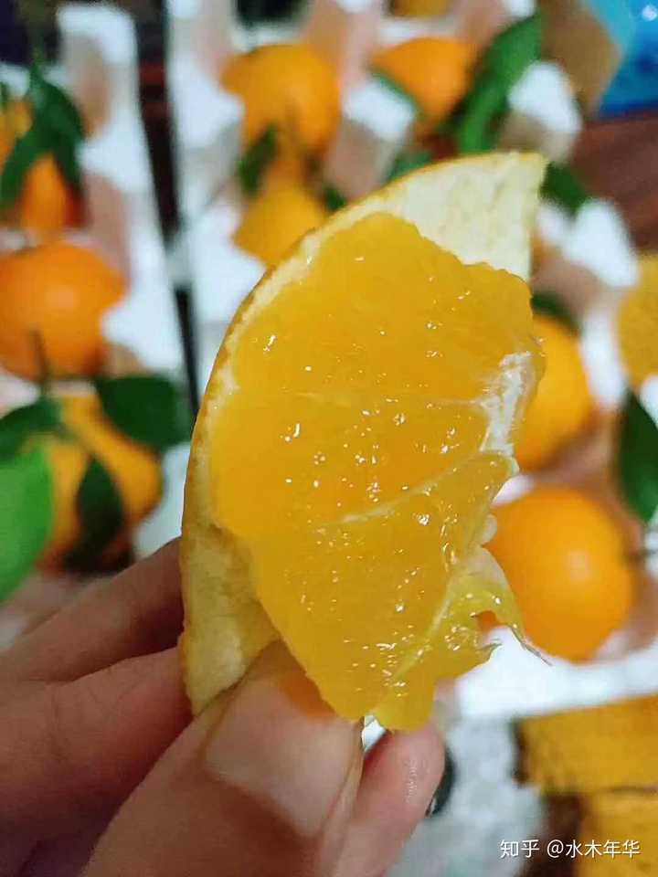 爱媛果冻橙,果粒橙本橙,水分多到能用吸管直接喝