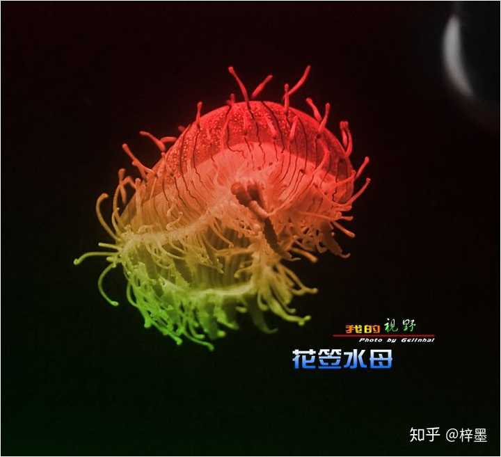彩虹水母