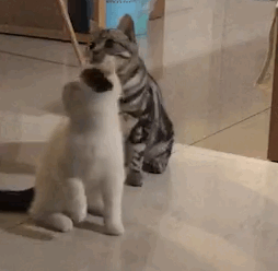 请问有没有超级萌的猫咪表情包?