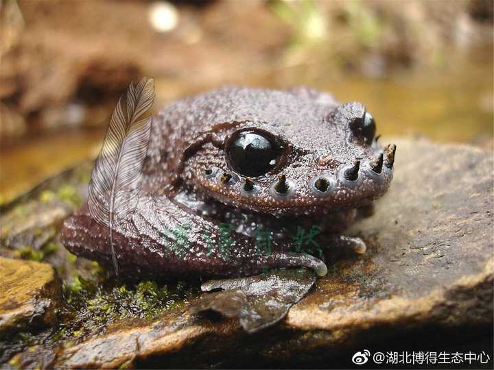 峨眉髭蟾