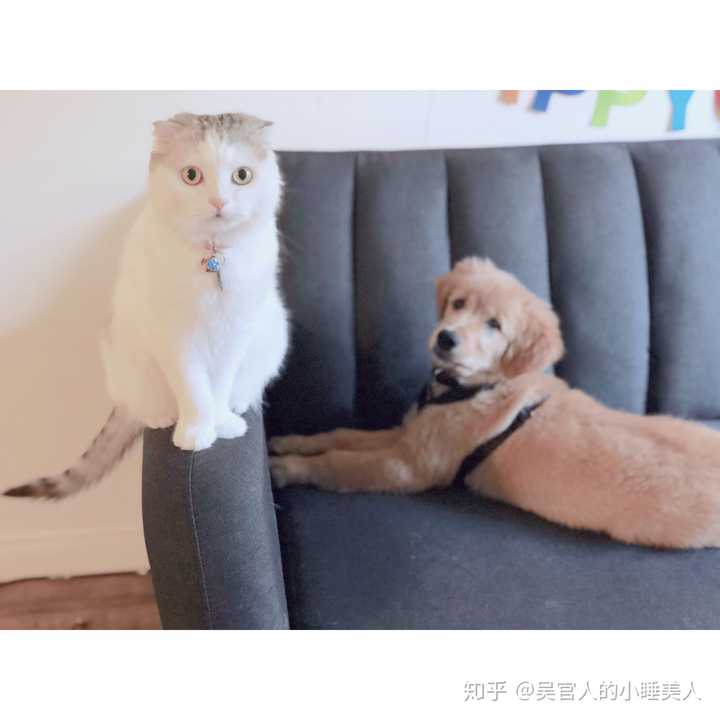 金毛可以和猫一起养吗