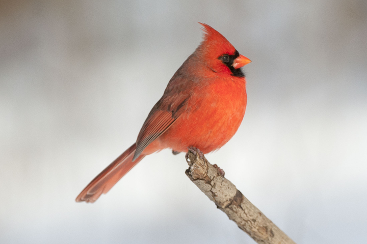 其原型正是北美红雀( northern cardinal)