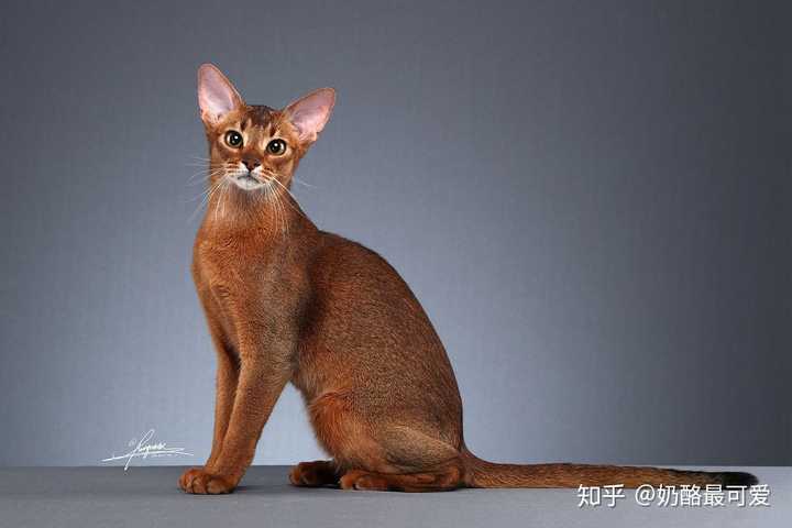 2.东方短毛猫