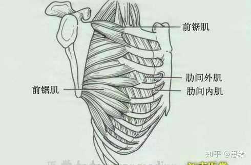 为什么前锯肌有9条?