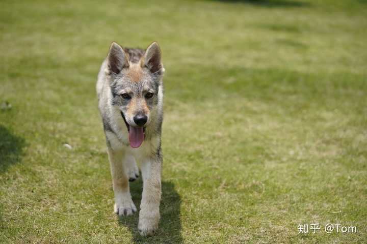 养捷克狼犬是怎样一种体验?