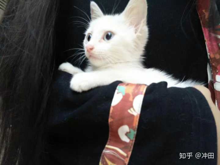 收养刚出生的猫,它会不会认为你是它的妈妈?会不会很黏你?
