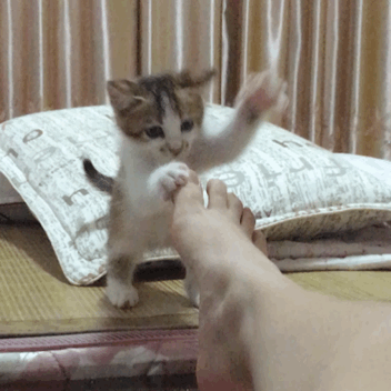 有哪些可爱到哭泣的猫咪图片或者表情包?