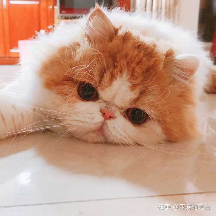 这只加菲算是掉线吗?