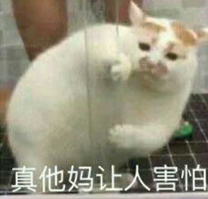 你们有没有珍藏着的猫咪表情包?
