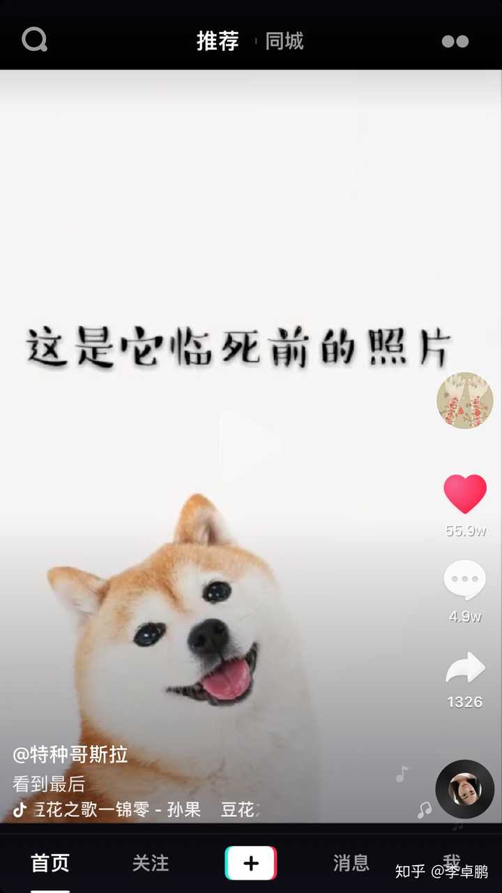 表情包的那只狗叫ryuji 是日本的一只明星犬 活得好好的 但绝望的是我