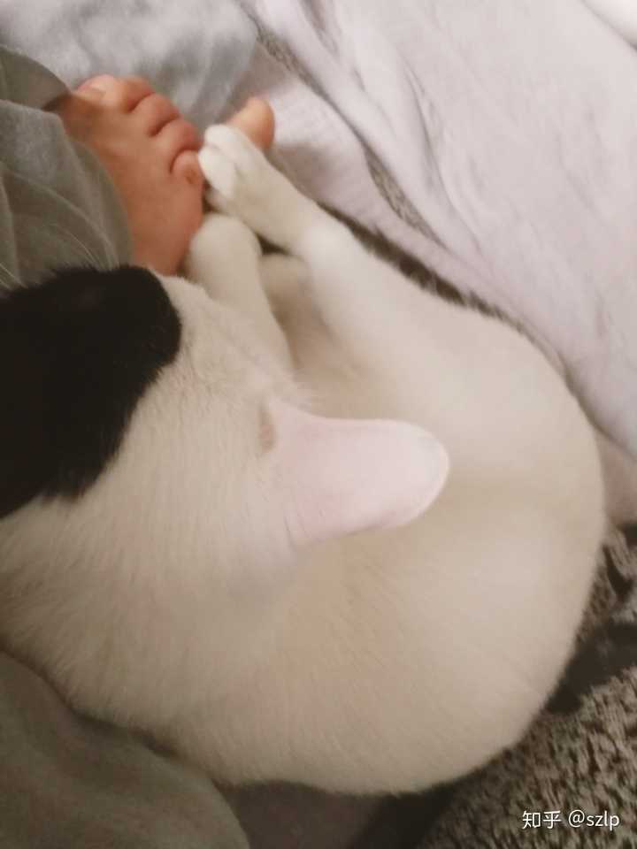 趴在你脚丫子旁边睡觉,在我眼里它是全世界最可爱的小猫